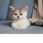 Amelia’s Cat Family