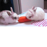 The Club of The Bunny's