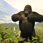 GORILLA KINGDOM OF THE JUNGLE