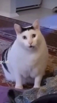 {CATS group}