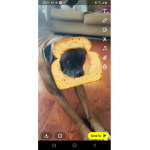#dog and cat squad #animal squad