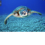 Turtle save zone