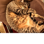 m i o and raccoon only