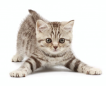猫のラボ:3