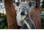 KOALA GROUP LOVE BANNANA :D