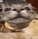 gryd