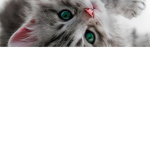 Kittens 4 Ever