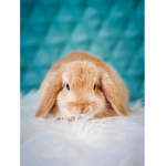 LovelyxXBunnies