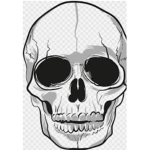 The skulls of us
