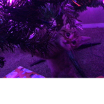 Peeps with fun