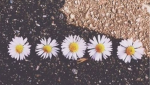 Daisy chains dance academy!
