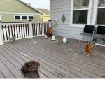 My pets :D