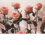 Rose Aesthetic Club