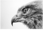 Falcon ########## Group]