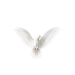 Doves of Homebase