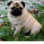 Pugsicles