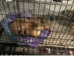 Prairie dogs United