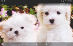 Uwu puppies