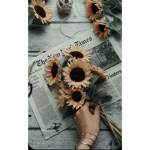 The sunflower seeds group