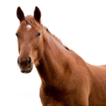 United Horse Group (UHG) -말 연맹그룹-