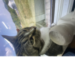 Silver cats 747
