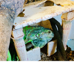 Iguanato’s bros