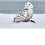 Snow Owl Club