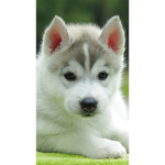 _/\_WolfPack_/\_