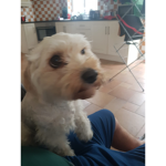 Sadie-luan