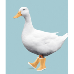 Duck Gang…….