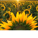 | Sunflower army! <3 |