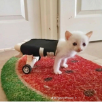 Kitt Cat lol