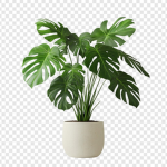 28 good plants