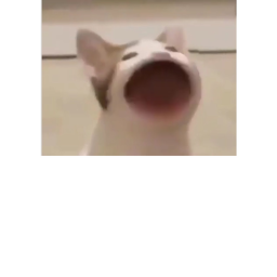 Raise a Pop Cat