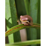 FROG ALMIGHTY