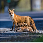 Katii's Foxes<3
