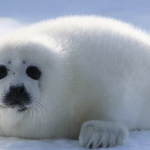 Seal republic forces