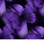 Mollies Butterfly