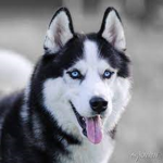 GRUPO DOS HUSKYS