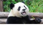 i like bamboo