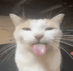 nico!!!1