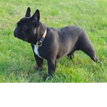 Theodore French Bulldog