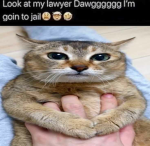 Neko Devs Group