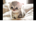 KITTENS ATTACK