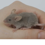 The mice club