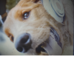 dogs avenge