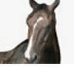 Wild Life Stables