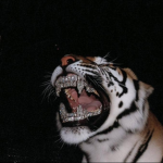 FuzzyTiger247