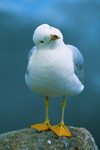 Sogull army