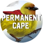 Permanent Cape